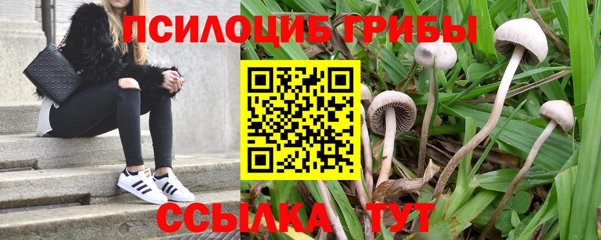 Моздок  Галлюциногенные грибы прущие грибы  Вход с VPN 